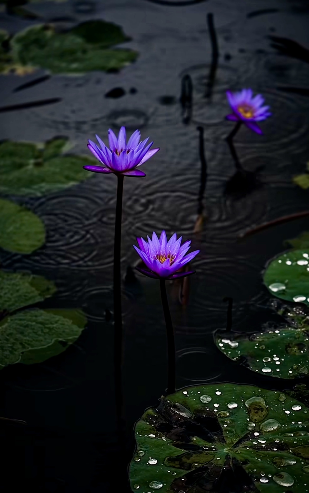 Serenity in Bloom