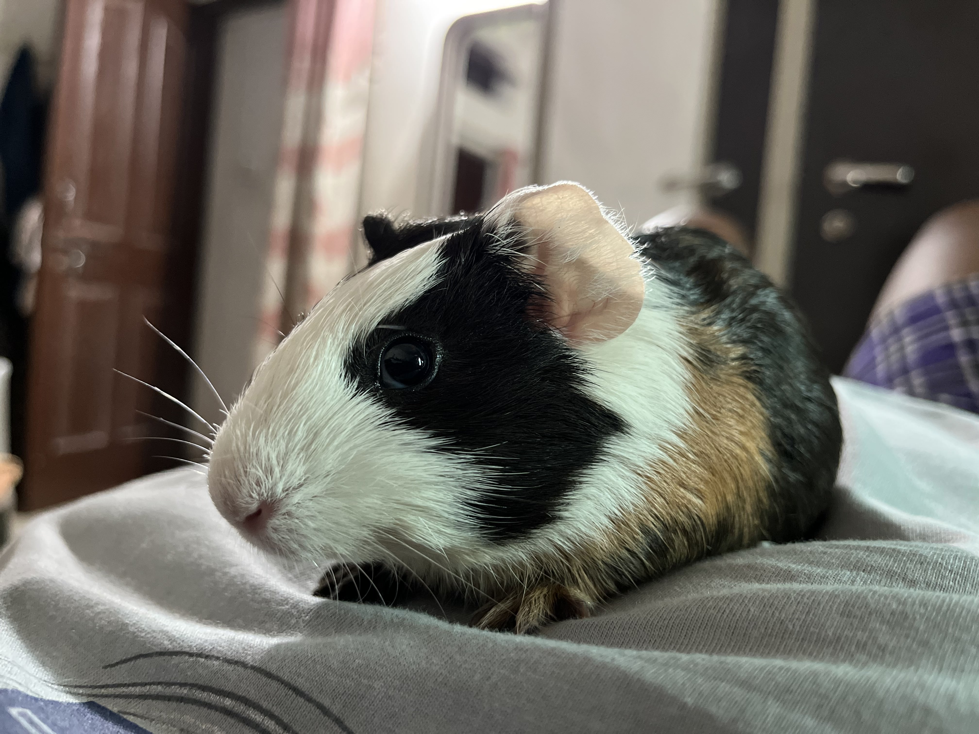Gentle Companion