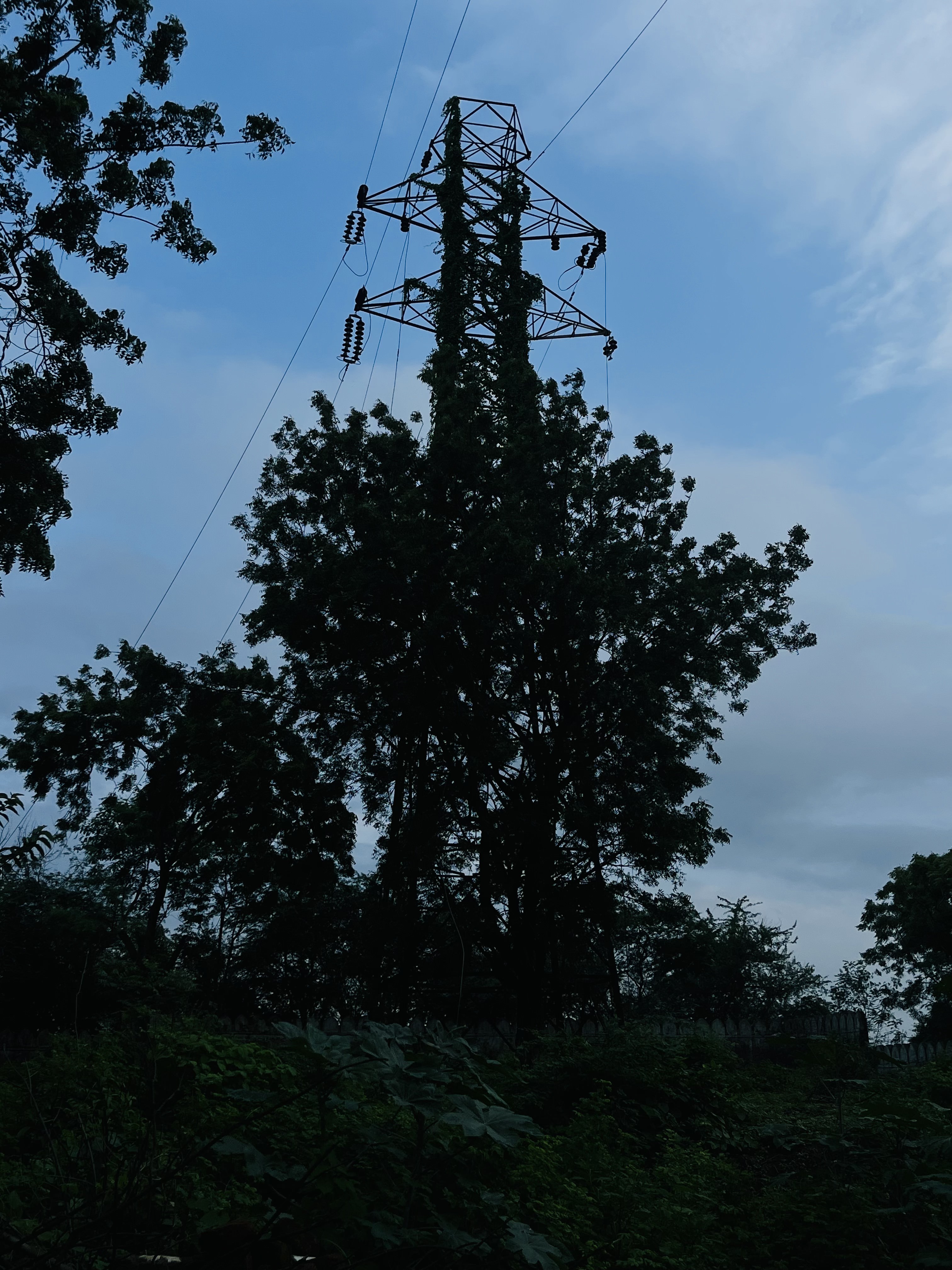 Silhouetted Trees