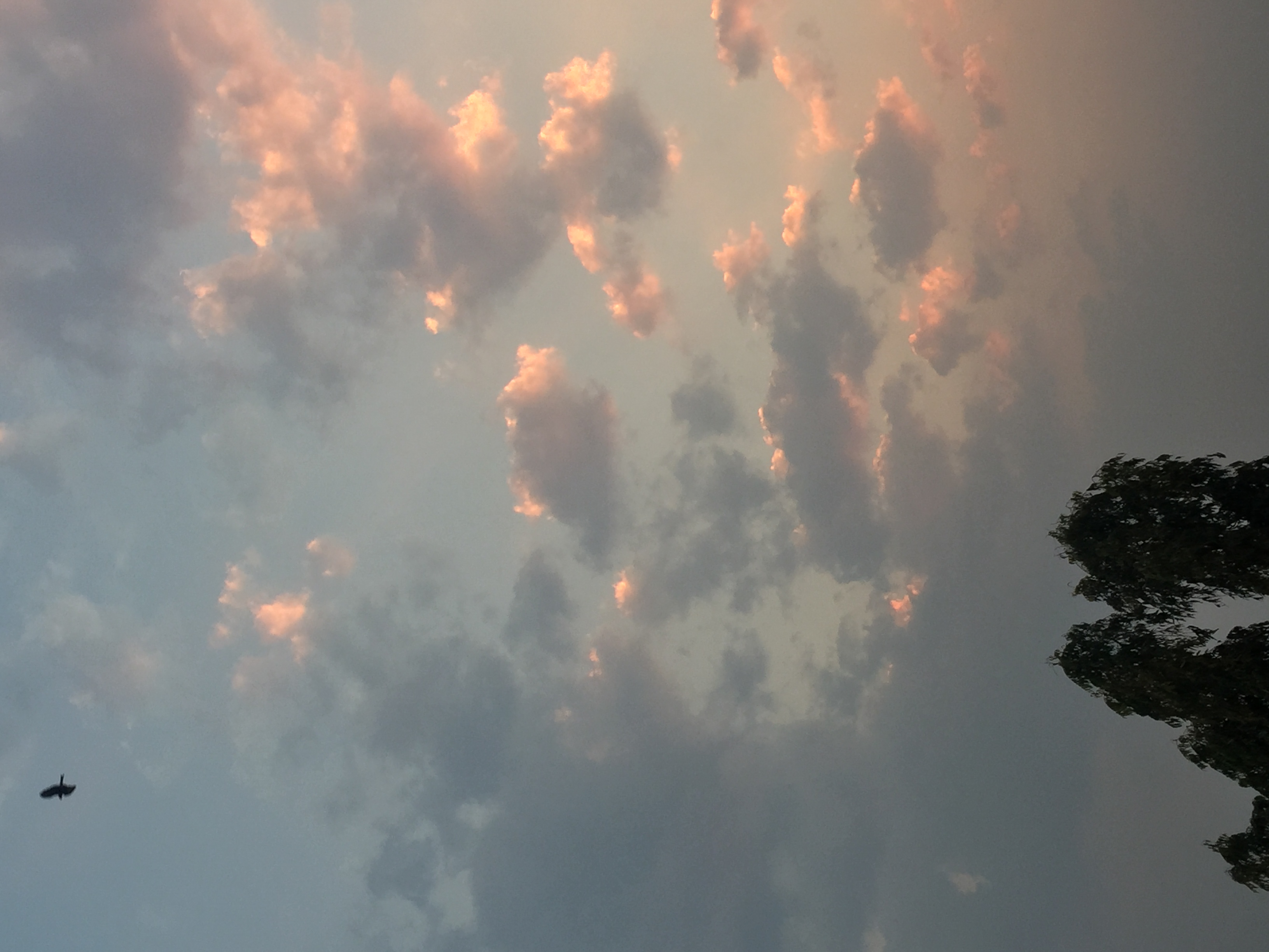 Cotton Candy Clouds